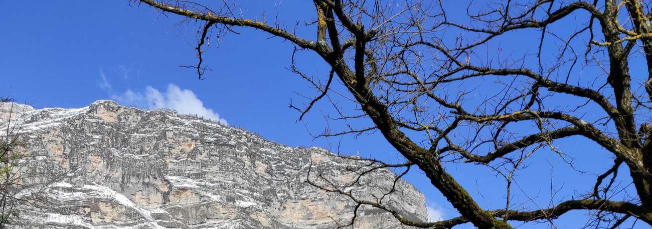 Accueil - Les Arbres De La Métropole Grenobloise